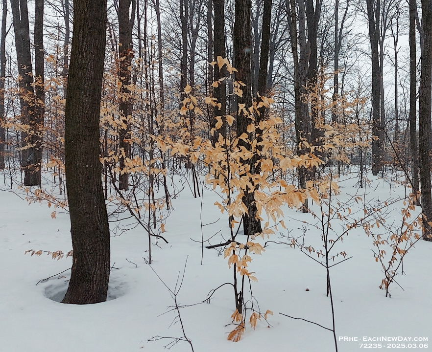 72235CrLeUsm - The forest in winter